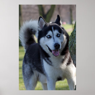 Affiche Jouer Alaska Husky Sled Chien Belle Art Imprimer