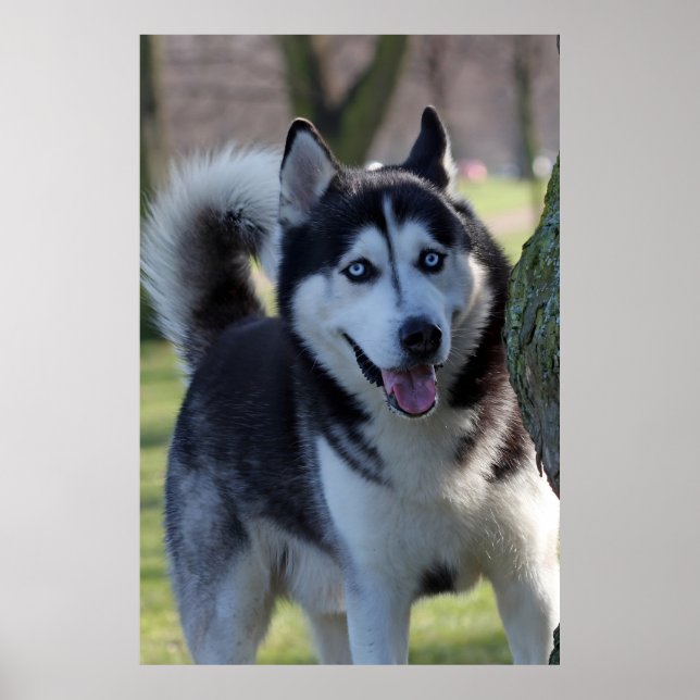 Affiche Jouer Alaska Husky Sled Chien Belle Art Imprimer (Devant)