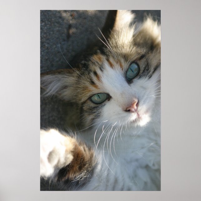 Affiche Joueur Kitty (Devant)