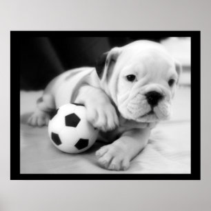 Affiche "Jouons au football" English Bulldog