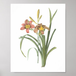 Affiche jour commun (Hemerocallis fulva) par Redouté