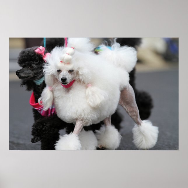 Affiche Jour des canicules 2010 #6 (Devant)