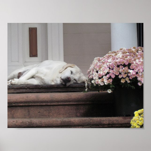 Affiche Jour du chien après-midi (Devant)