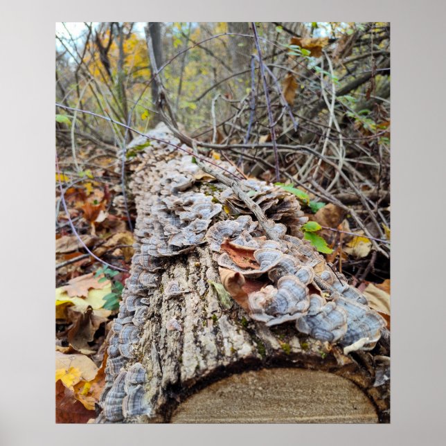 Affiche Journal de l'arbre Barnacle (Devant)