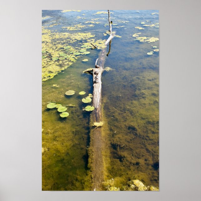 Affiche Journal de tortue du Metropark Lake Erie Horizonta (Devant)