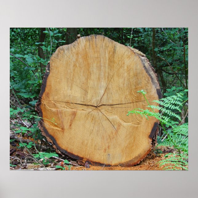 Affiche Journal scié dans une forêt (Devant)