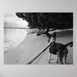 Affiche Jours de chien