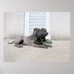 Affiche Jours de chiens d'été....