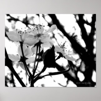 Affiche Jours de Dogwood