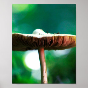 Affiche Joyau de la forêt