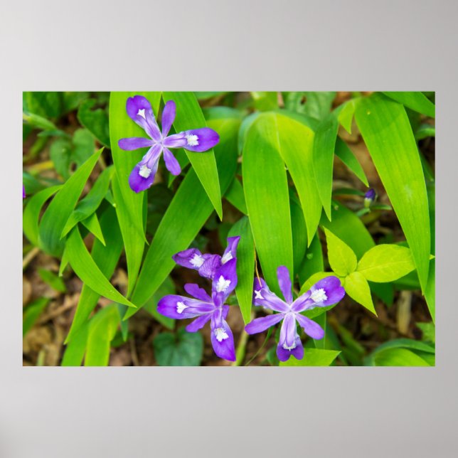 Affiche Joyce Kilmer-Slickrock Wilderness 2 (Devant)