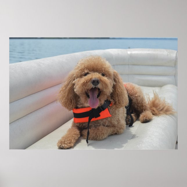 Affiche Joyeux Cockapoo Dog Sur Pontoon Boat Sourit (Devant)