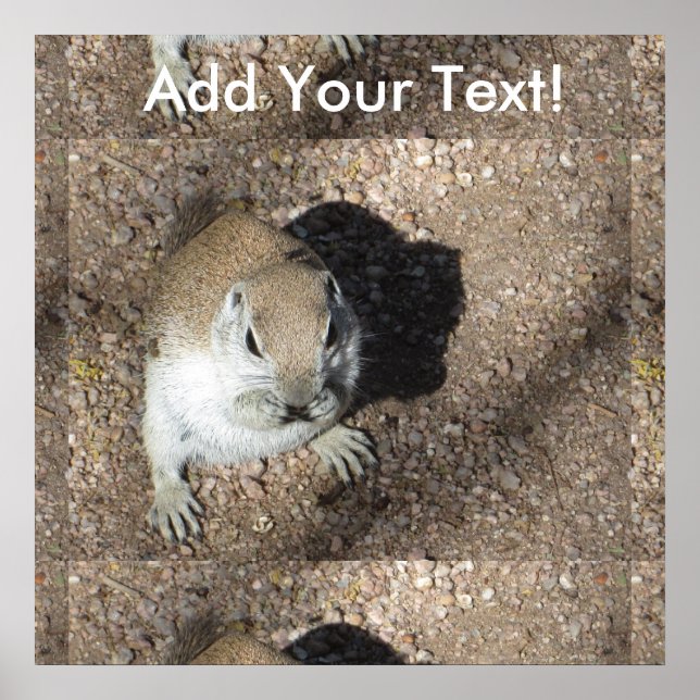 Affiche Joyeux écureuil terrestre (Devant)