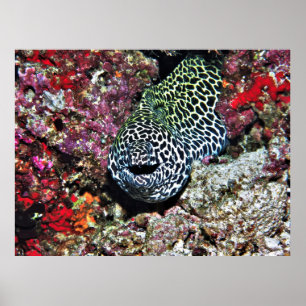 Affiche Joyeux Moray