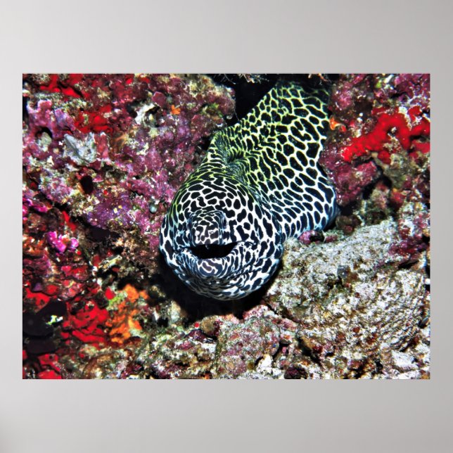 Affiche Joyeux Moray (Devant)