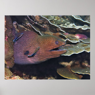 Affiche Joyeux nettoyage de Moray