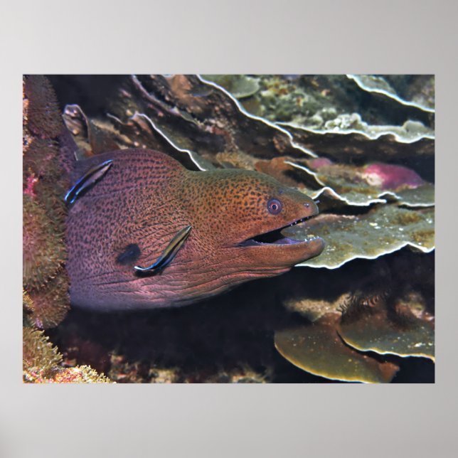 Affiche Joyeux nettoyage de Moray (Devant)