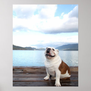 Affiche joyeux taureau assis sur le pont près du lac