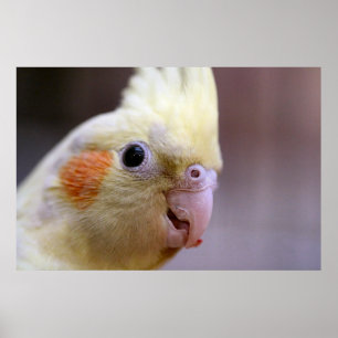 Affiche Joyeux tiel
