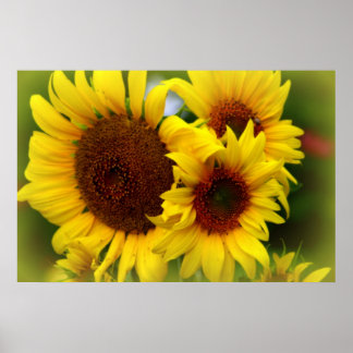 Affiche Joyeux tournesols