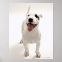 Joyful Bull terrier