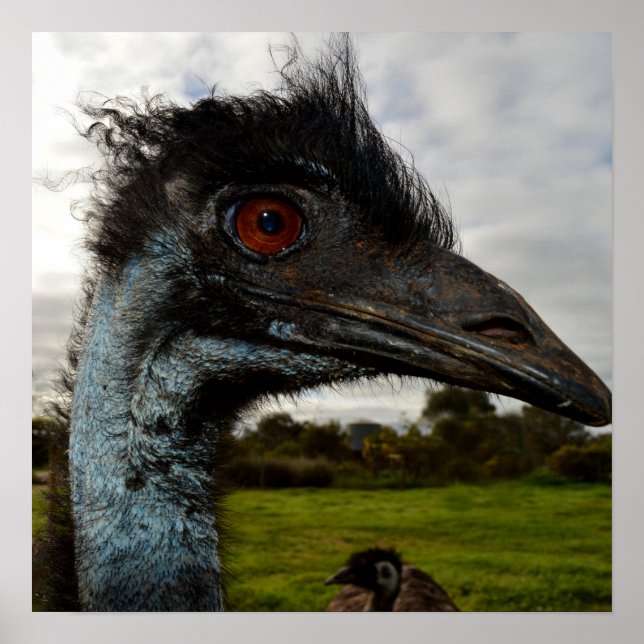 Affiche "Jumelage dans l’oeil : un regard curieux d’Emu" (Devant)