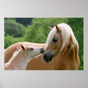 Affiche Jument et poulain de Haflinger caressant