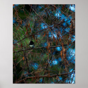 Affiche Junco