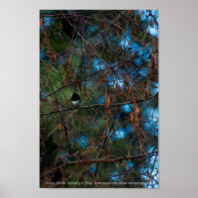 Affiche Junco (Devant)