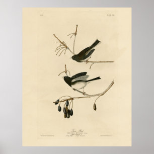 Affiche Junco aux yeux sombres - Audubon's Birds of Americ