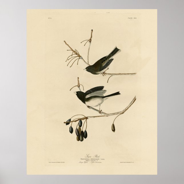 Affiche Junco aux yeux sombres - Audubon's Birds of Americ (Devant)