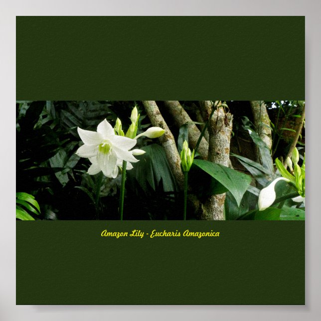 Affiche Jungle Amazonie Lily - Eucharis Amazonica (Devant)