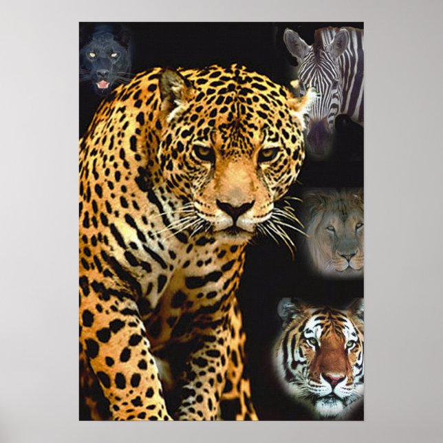 affiche jungle_fièvre (Devant)