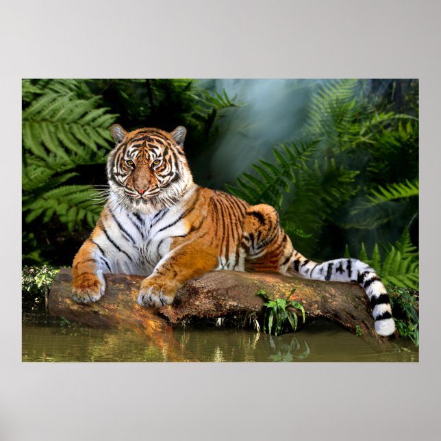 AFFICHE JUNGLE TIGER (Devant)