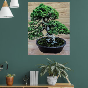 Affiche Junier chinois Bonsai Tree