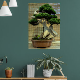 Affiche Junier chinois Bonsai Tree
