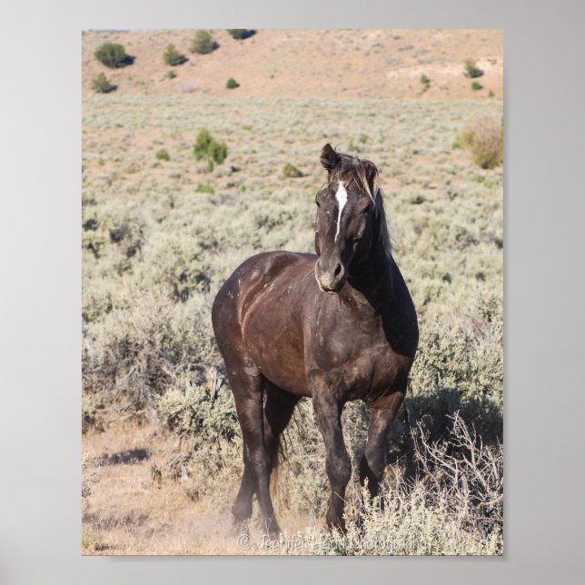 Affiche Juniper (Devant)