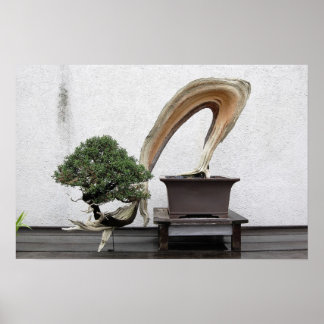 Affiche Juniper Bonsai