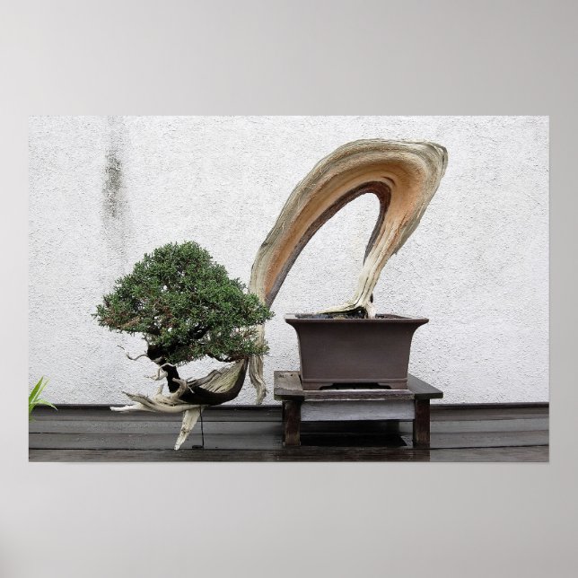 Affiche Juniper Bonsai (Devant)