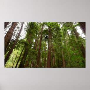 Affiche Jusqu'à Redwoods I au monument national de Muir Wo