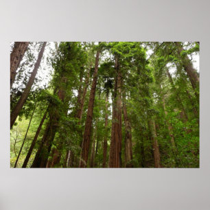 Affiche Jusqu'aux séquoias I à Muir Woods National Monumen