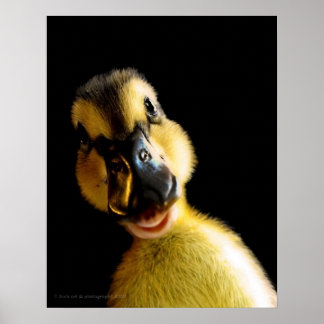 Affiche Juste Ducky