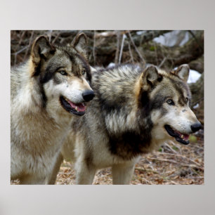 Affiche Juste quelques loups