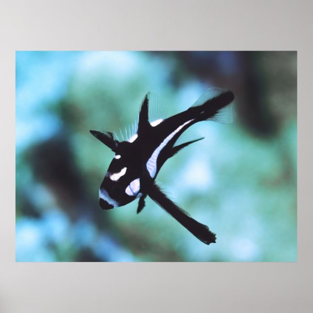 Affiche Juvenile Midnight Snapper (Devant)