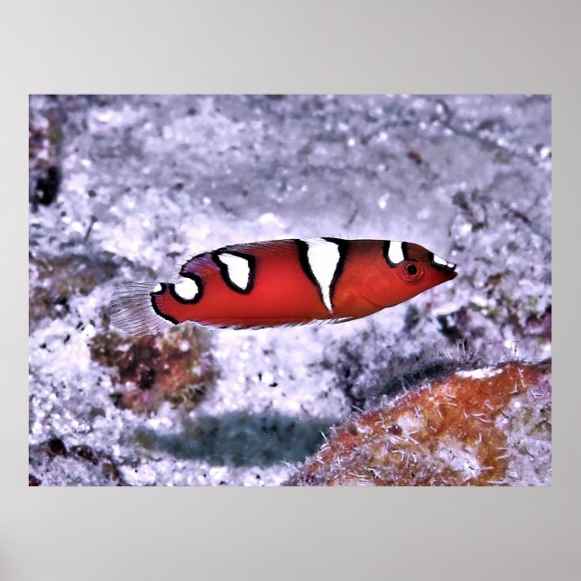 Affiche Juvenile Red Coris Wrasse (Devant)