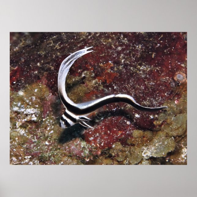 Affiche Juvenile Spotted Drum (Devant)