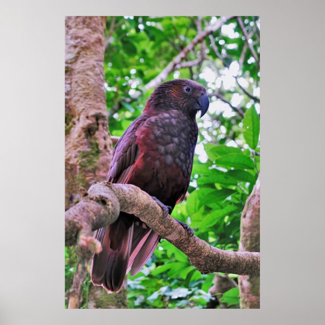 Affiche Kaka (Devant)