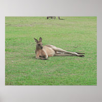 Kangaroo