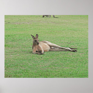 Affiche Kangaroo