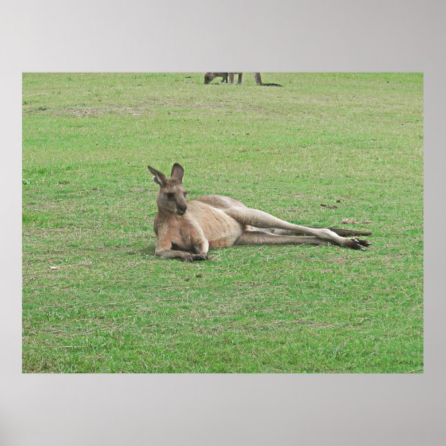 Affiche Kangaroo (Devant)